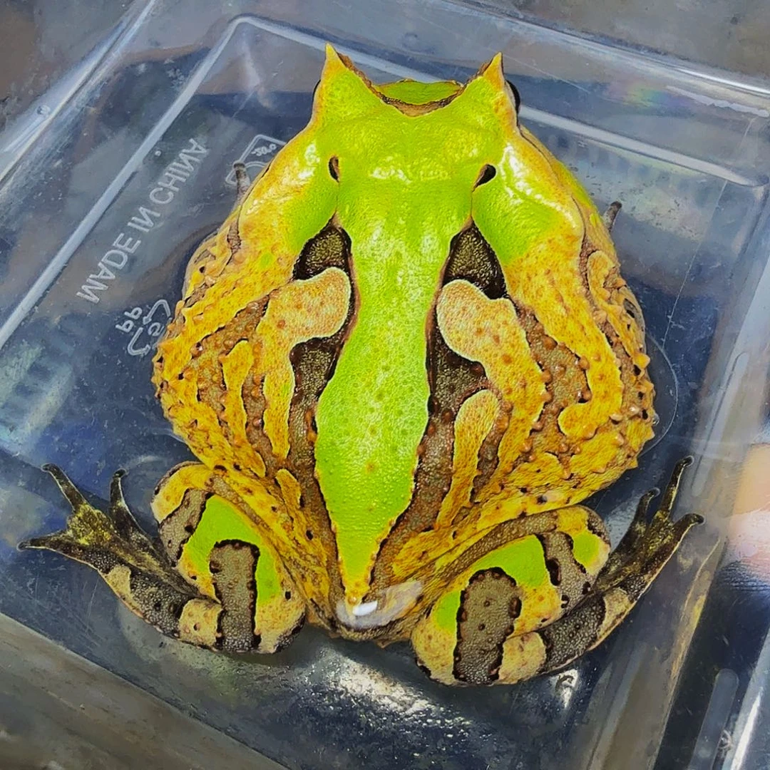 *****角蛙野后霸王双色霸王