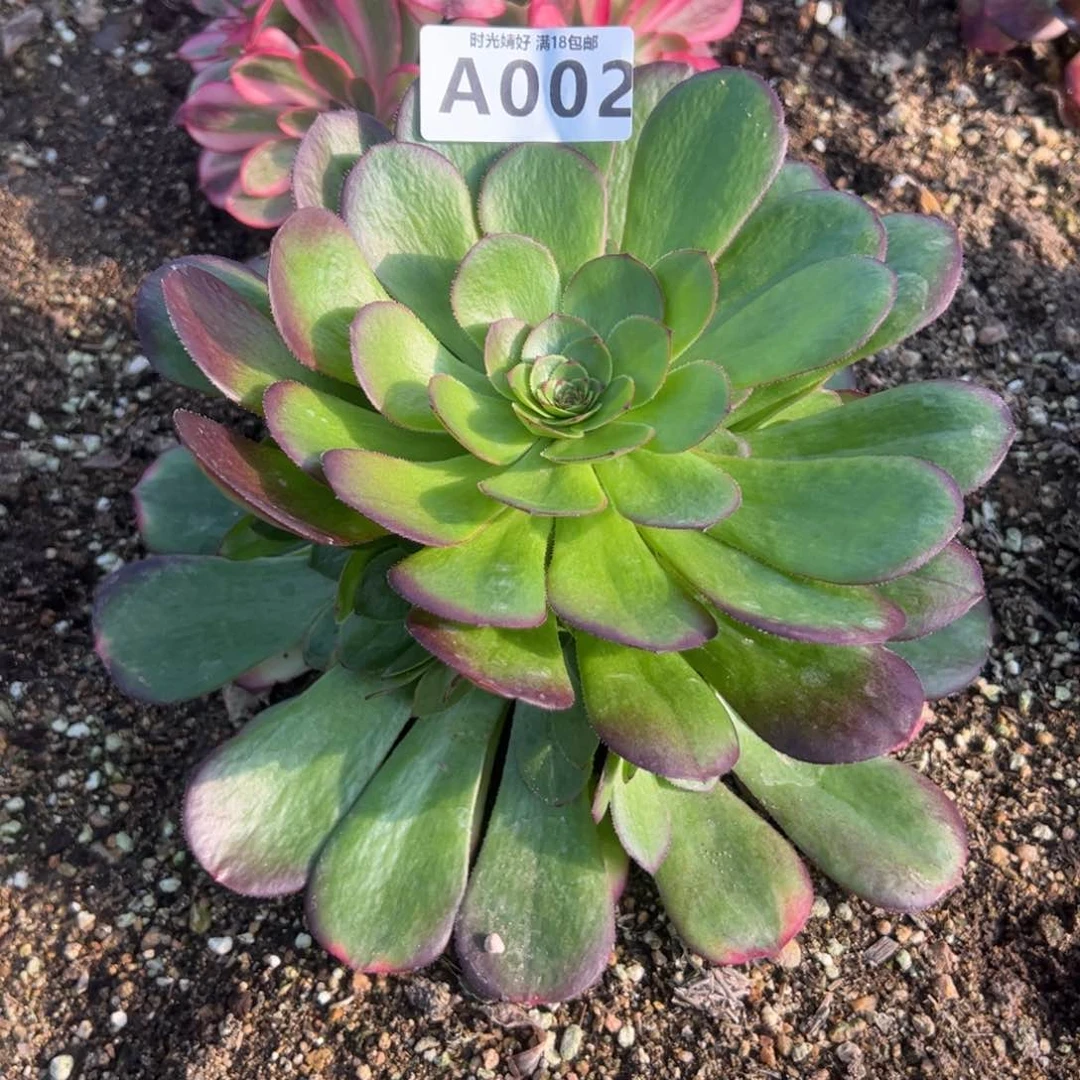 002雨荷多肉植物