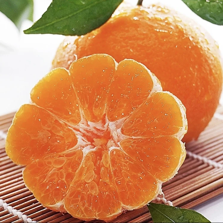 春见耙耙柑四川眉山现采现发
