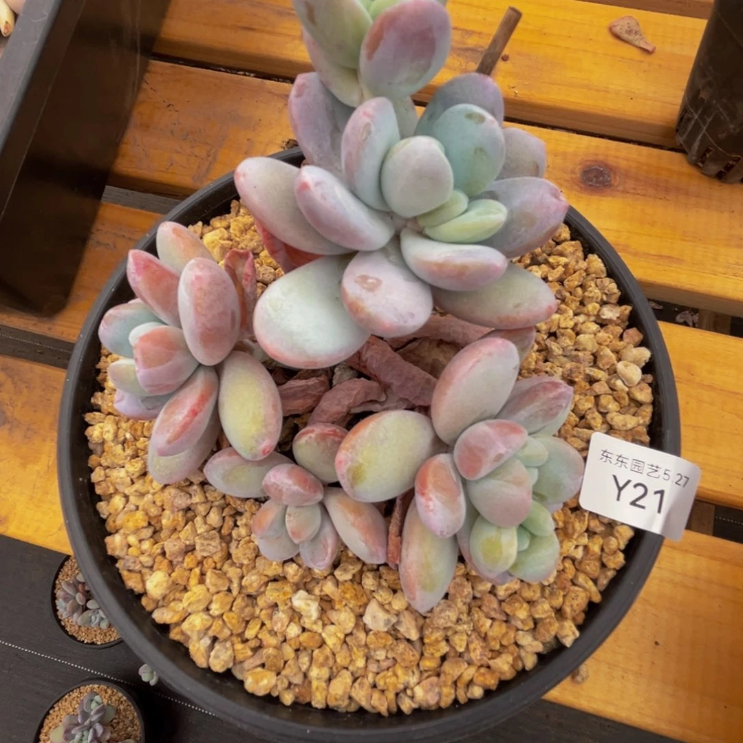 y y y y y y y y y 21