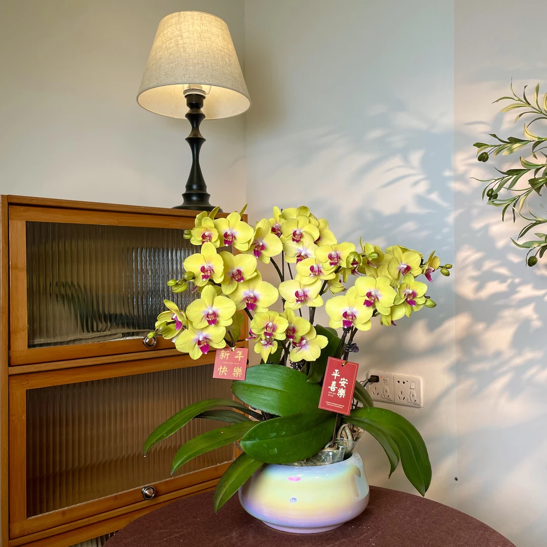 【发财-蝴蝶兰】轻奢 中式 禅意 绿植盆栽 送礼装饰 年宵花
