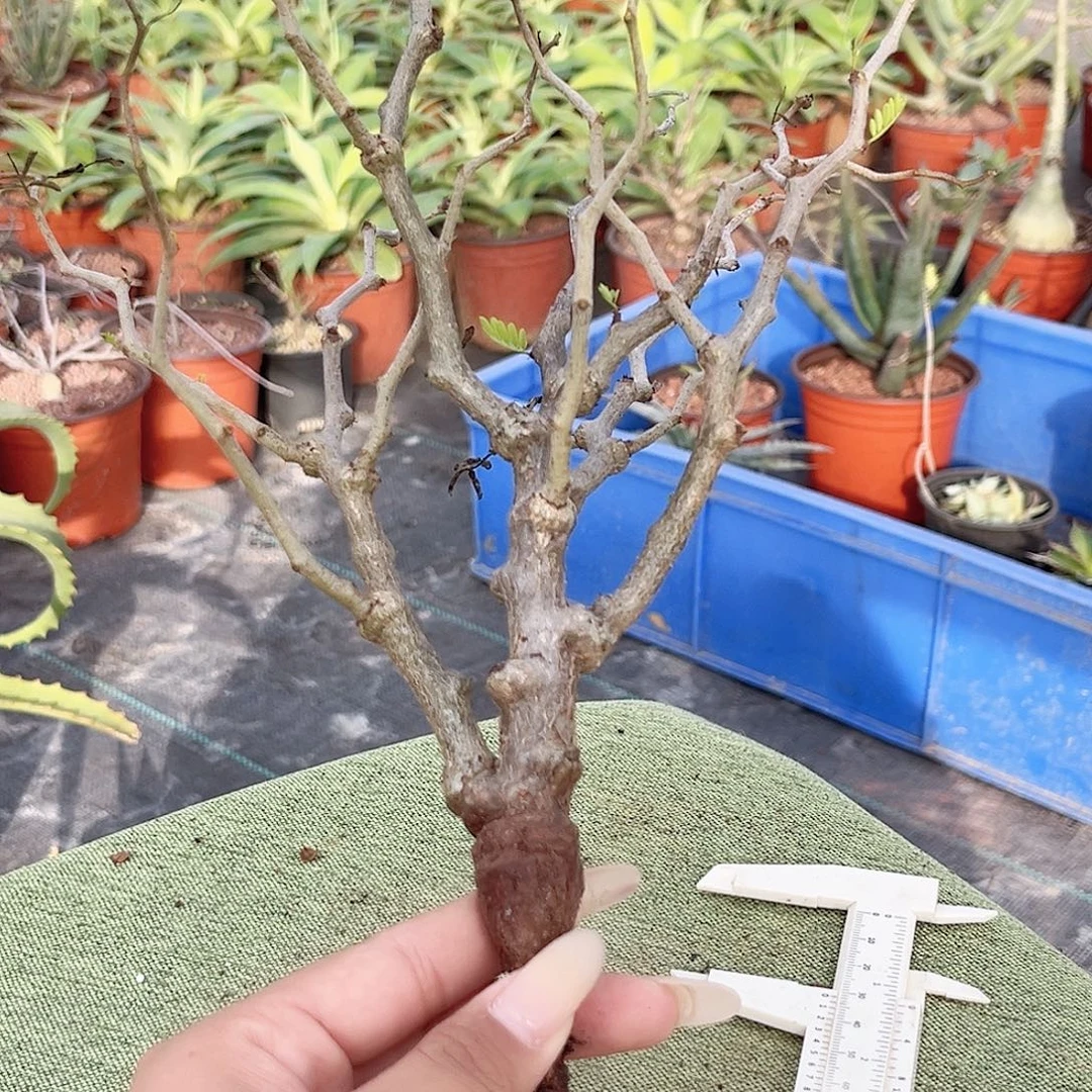 多肉植物沙漠苏木实生
