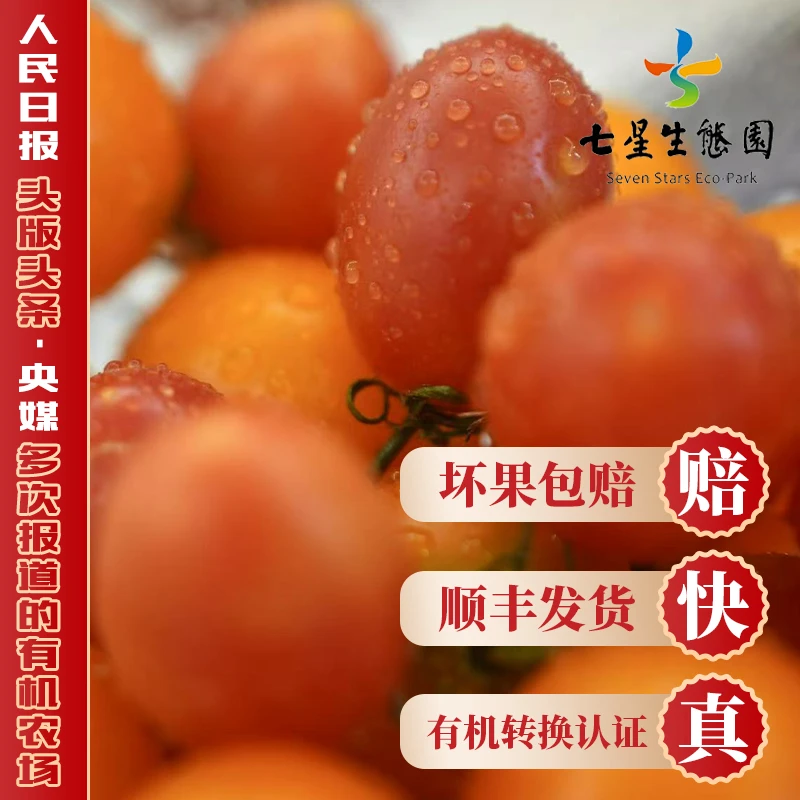 两色混装樱桃番茄（红+橙）源产地直发