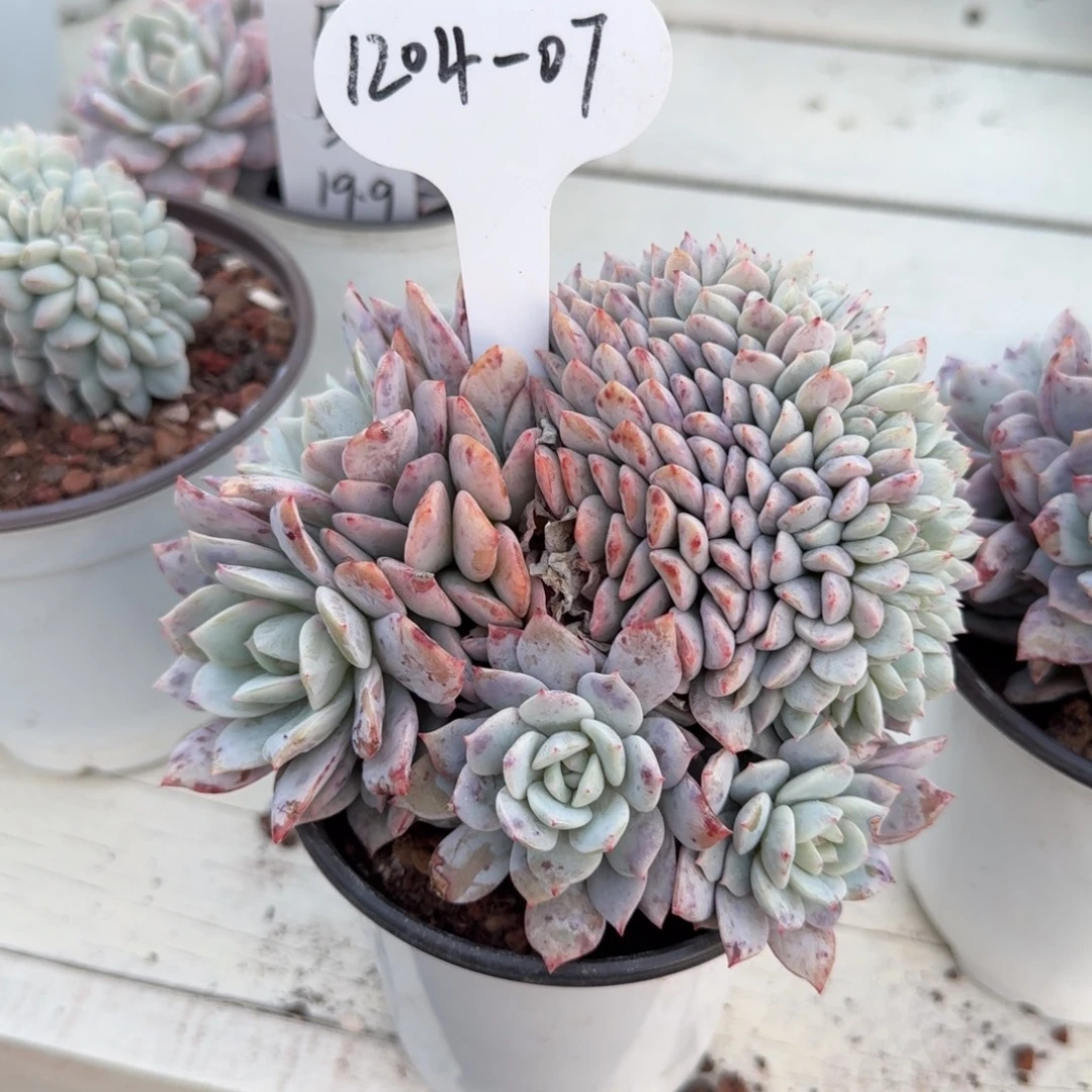 皮***呀1204-07静雪缀化脱土发货