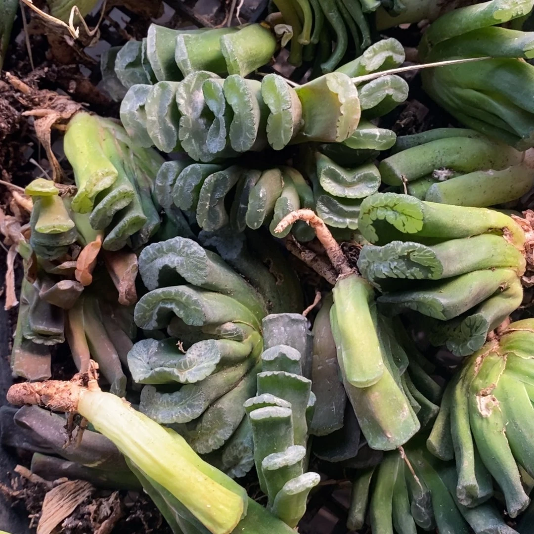 1614 一颗实生玉扇