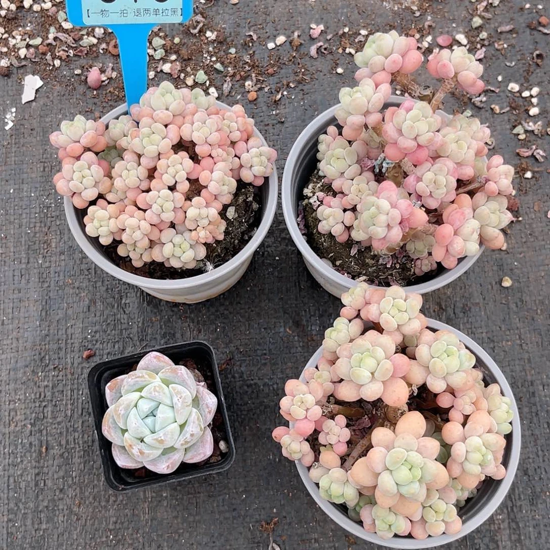 云尘多肉一物一拍813