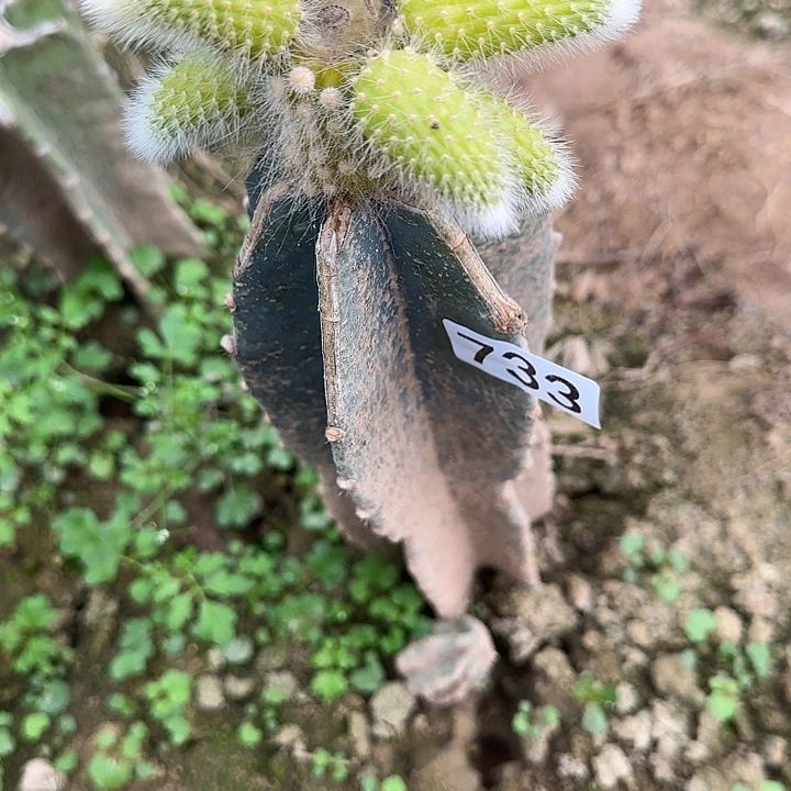 碧***槟无花朵嫁接九尾狐锦733