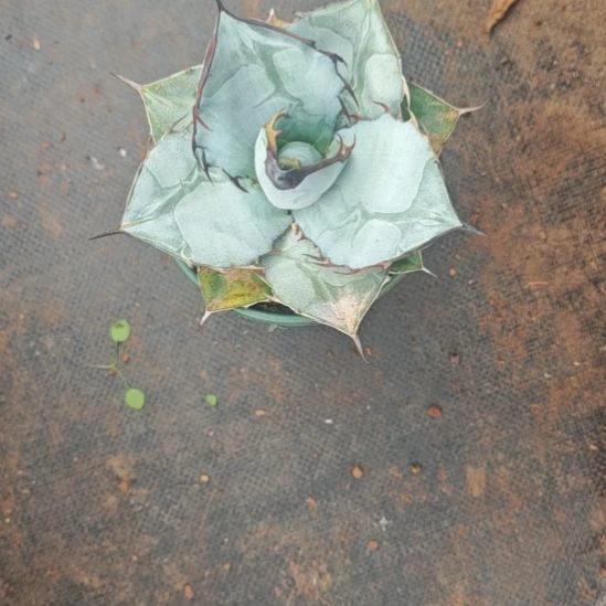 蓝肌精品龙舌兰精品龙舌兰