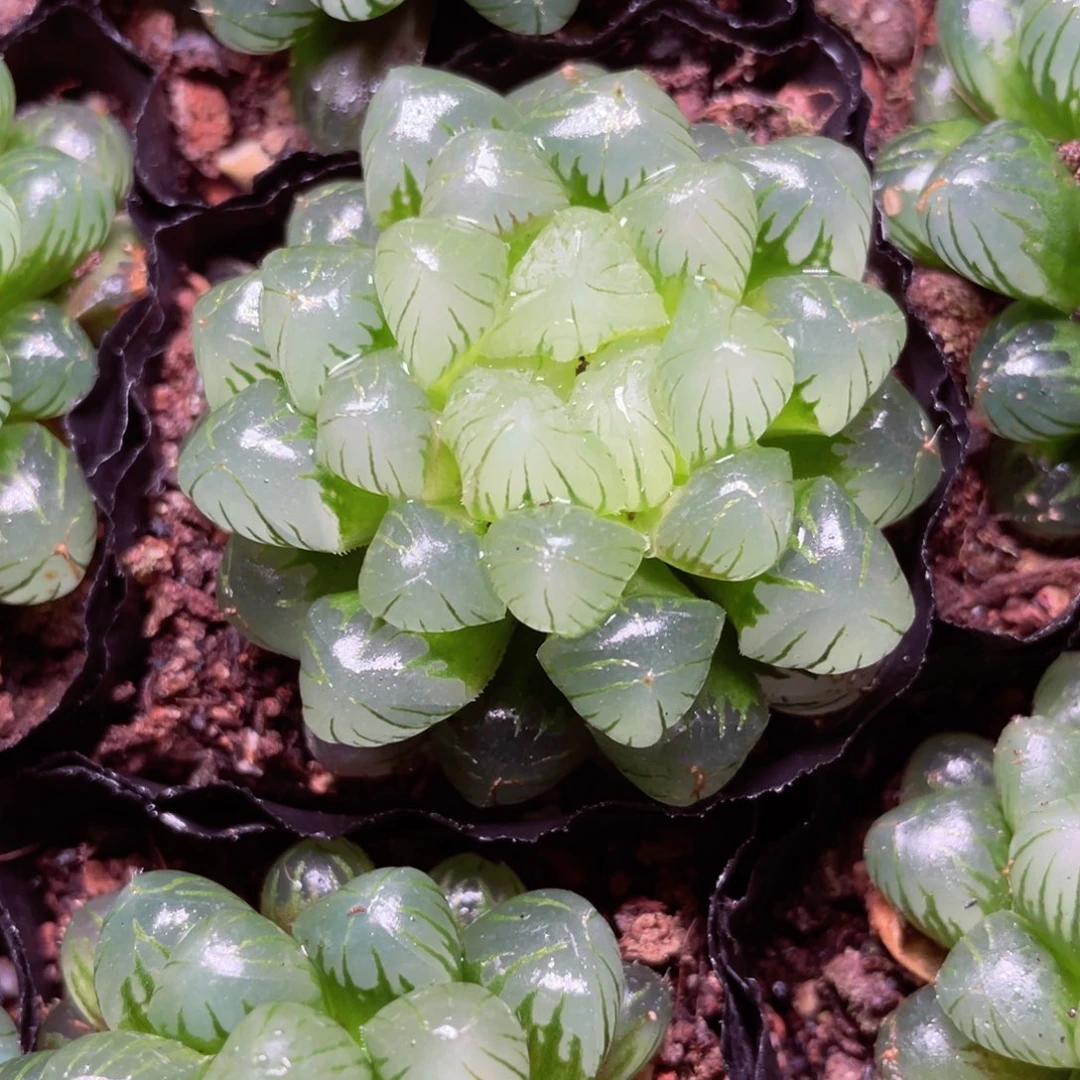 姬玉露多肉9.9包邮发货