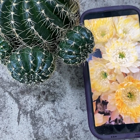 黄拉丝丽花仙人球，257899