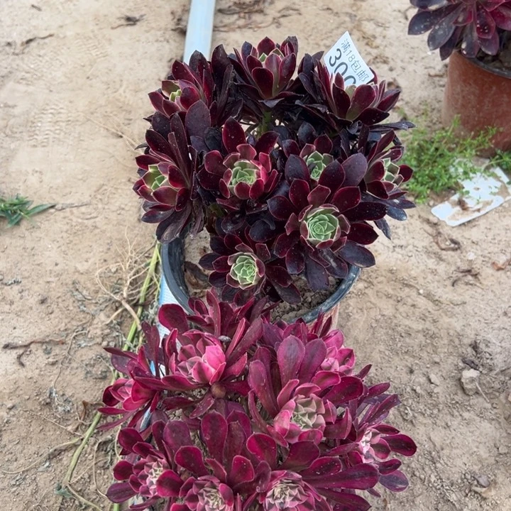 无花朵300金丝雀➕铜壶白东