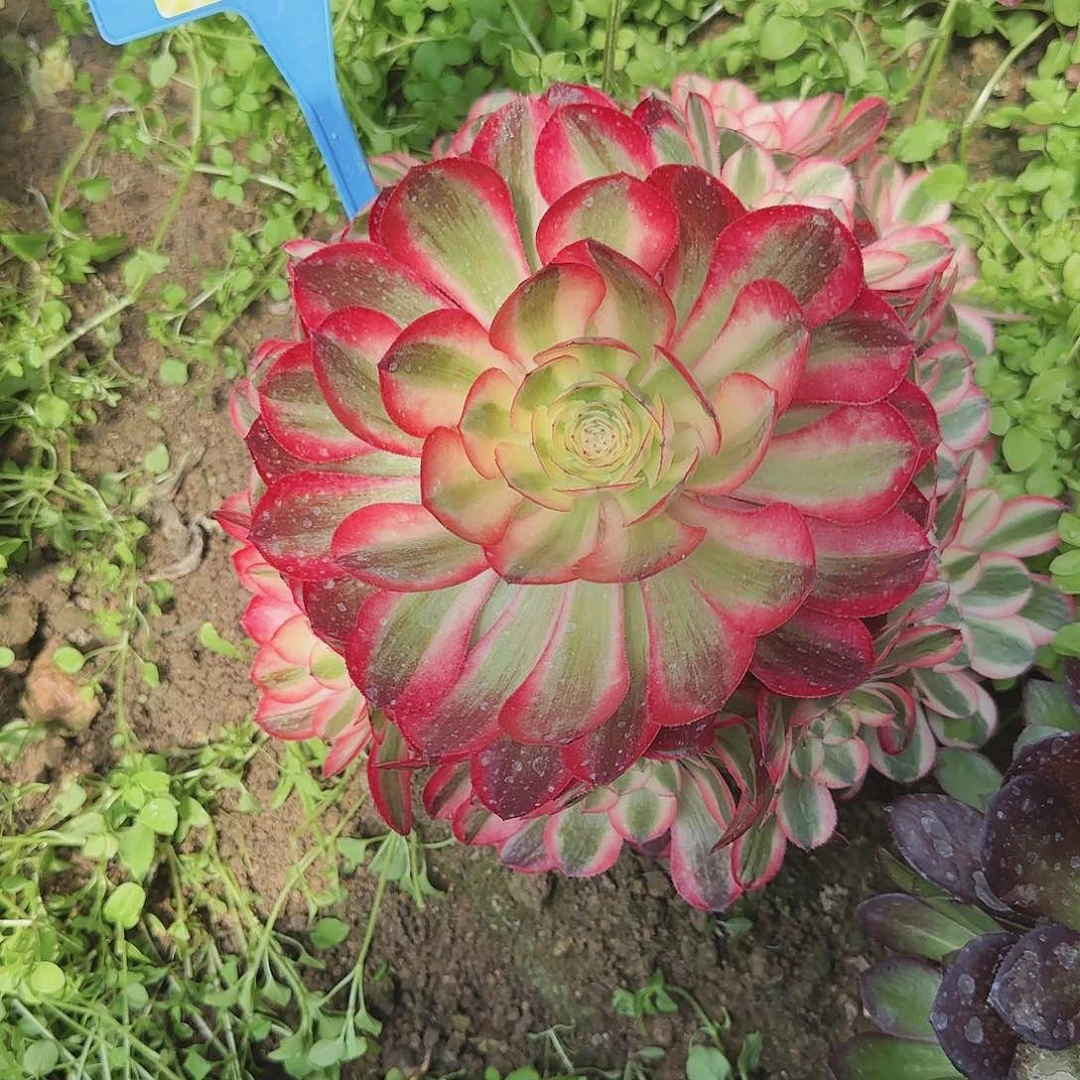 一**城157红楼梦寄养哦哦，