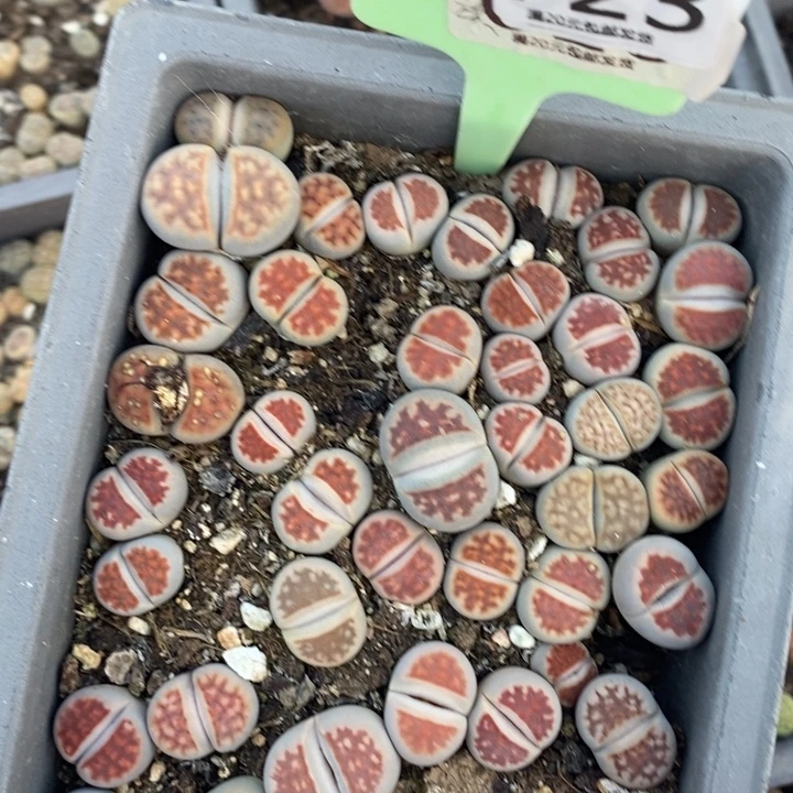蓝***7生石花等植物的723