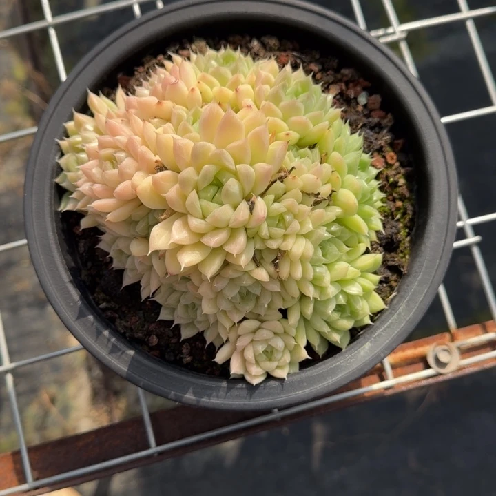 不知名多肉植物绿植