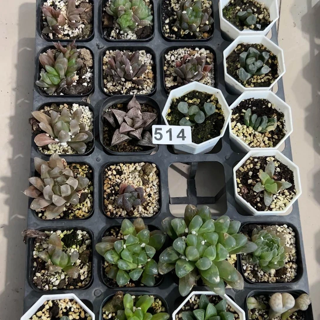 脱土带伤无根十二卷多肉植物