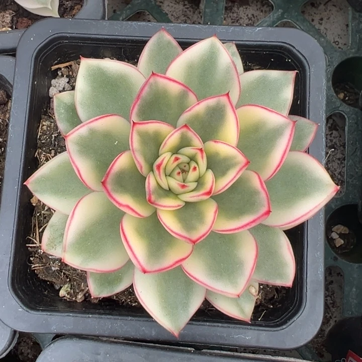 雪花和牛锦一物一拍