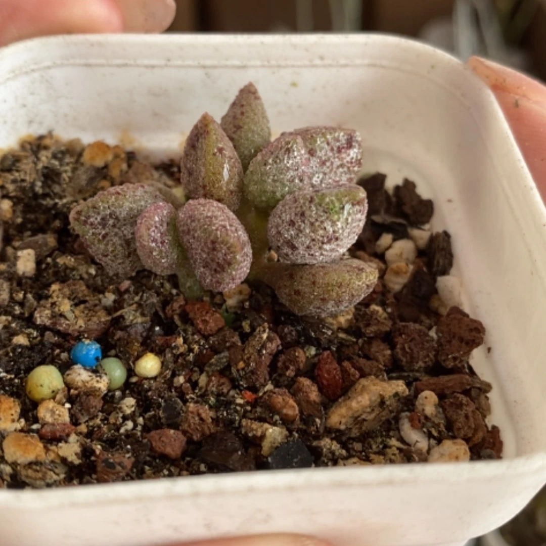 【闪购商品】无花朵冰晶蛇皮