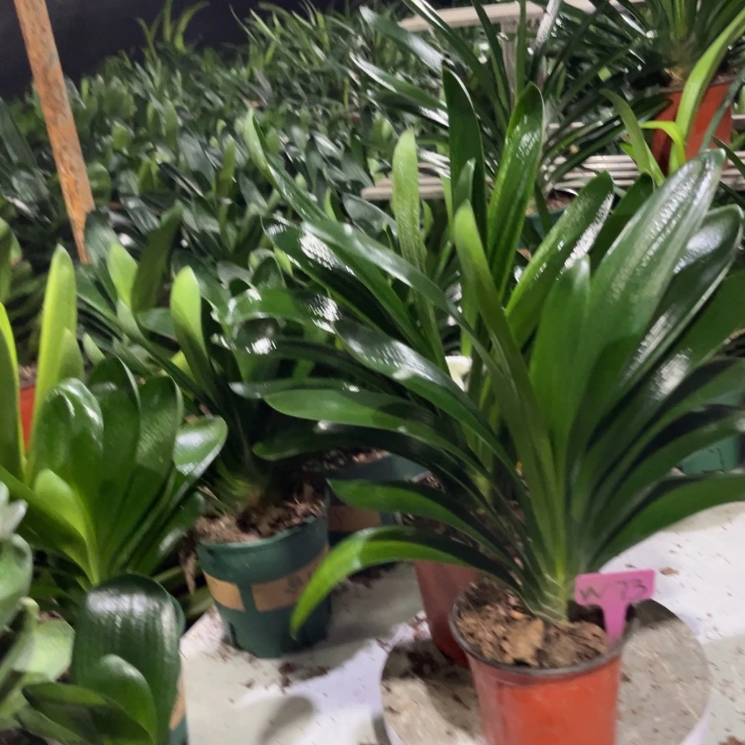 当前无花栽培后可以开花
