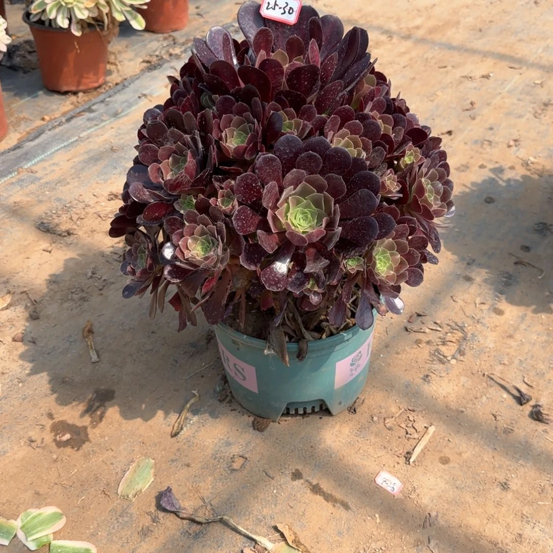 25-30欧子多肉植物