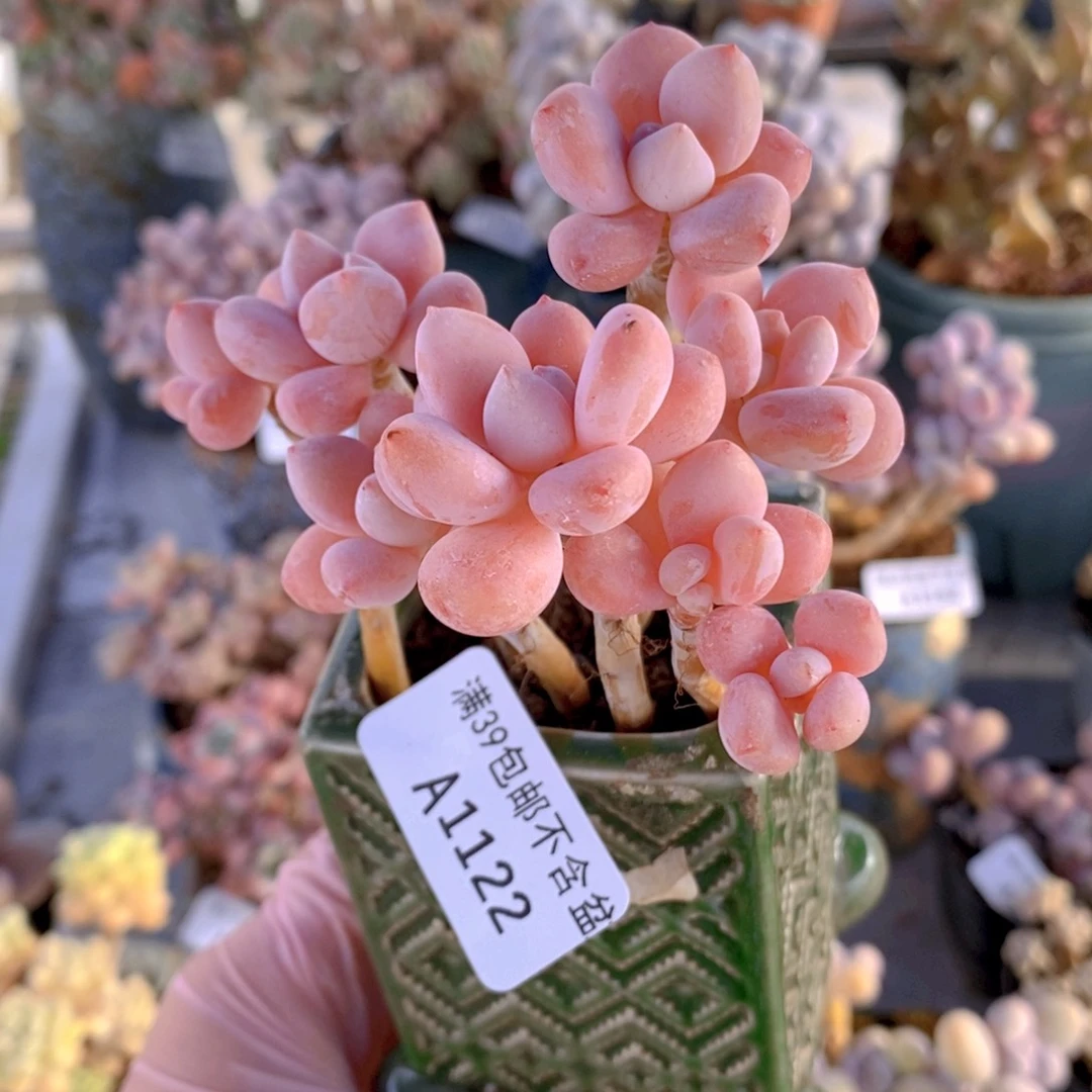 樱花洛神7cm1122多肉植物