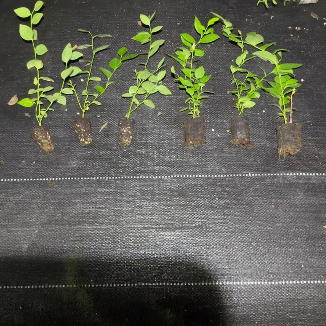 苔藓25三颗➕29三颗（无售后）