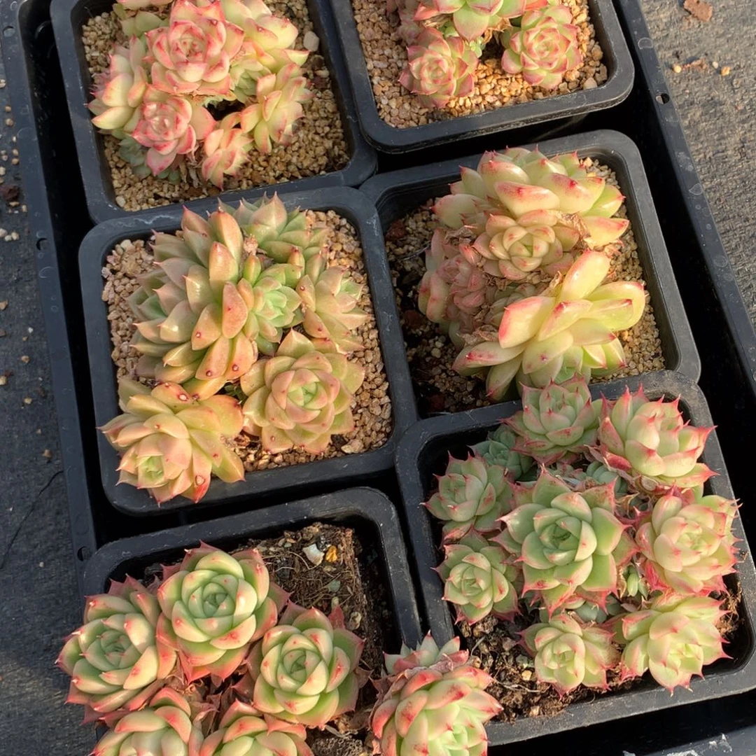 1139-66 套餐一组