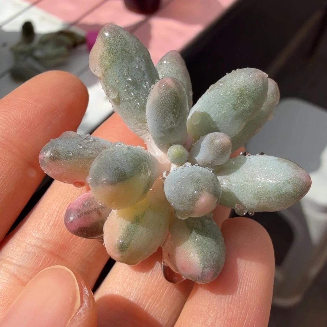 婴儿手指锦，花脸拉丝锦砍头