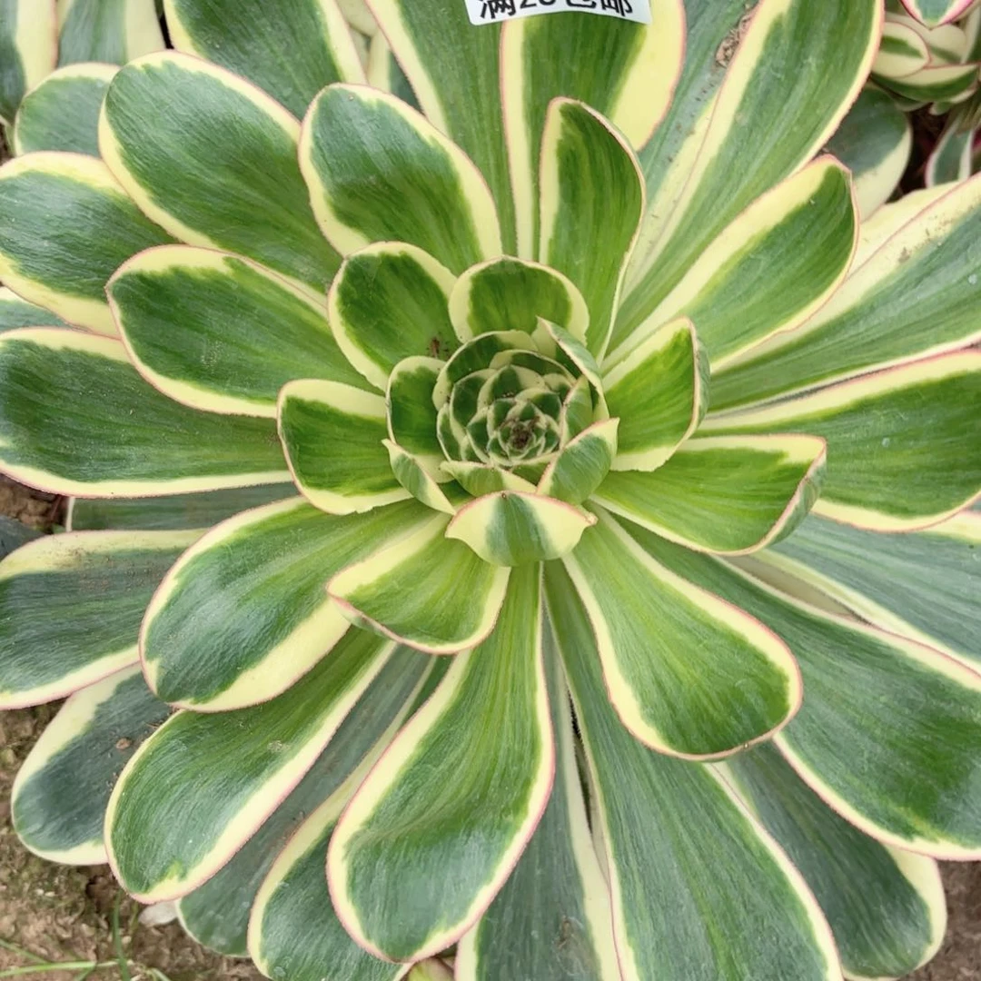 C燕姿多肉法师。 7793