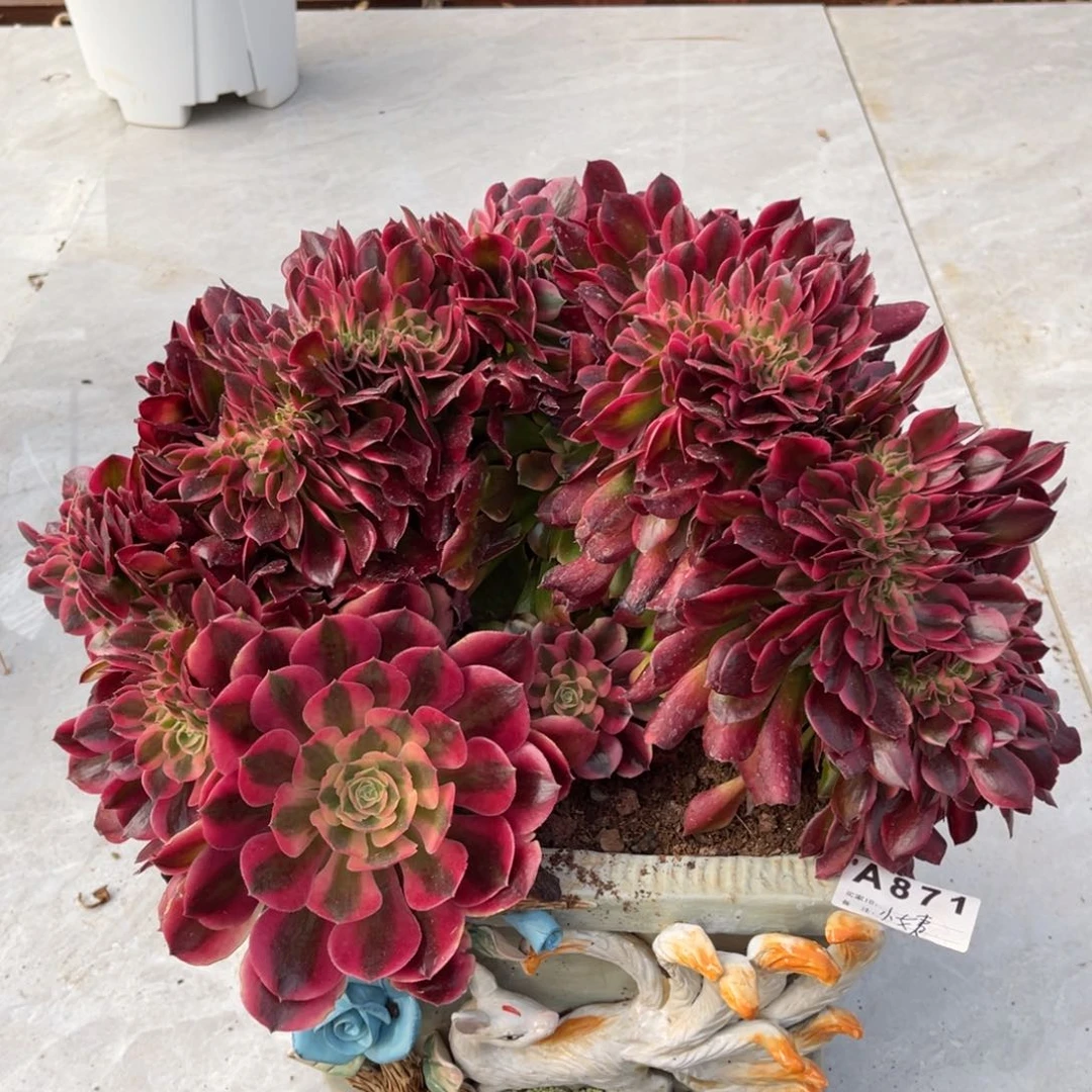 香妃缀，一物一拍，寄养