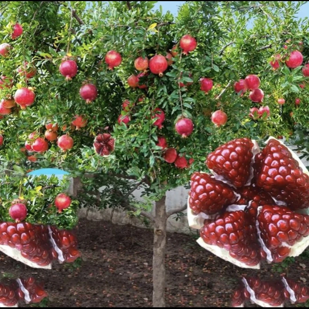 石榴树可盆栽可地栽抗严寒耐高温南北方均可栽种