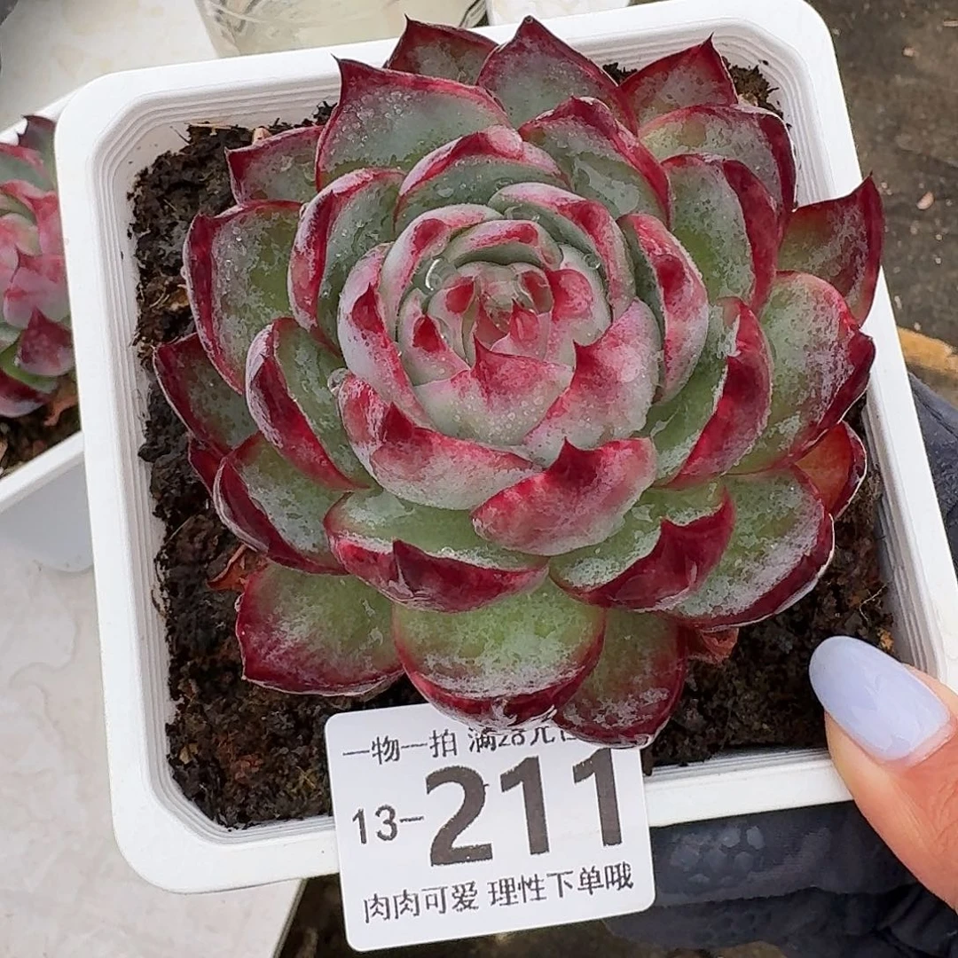 惊鸿无盆土发货无