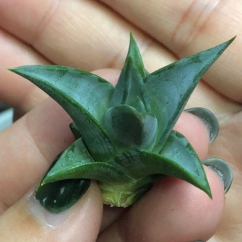 青瓷塔侧牙无根哈哈哈