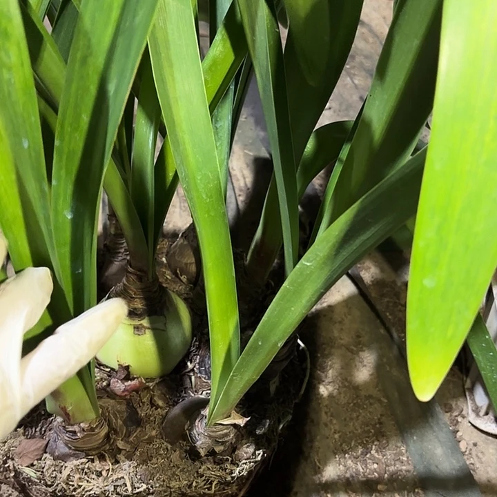 无花朵朱顶红双龙8+10侧