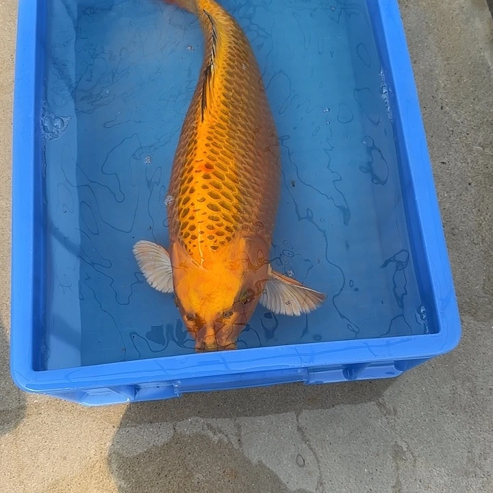 海水鱼赤目芒果金龙