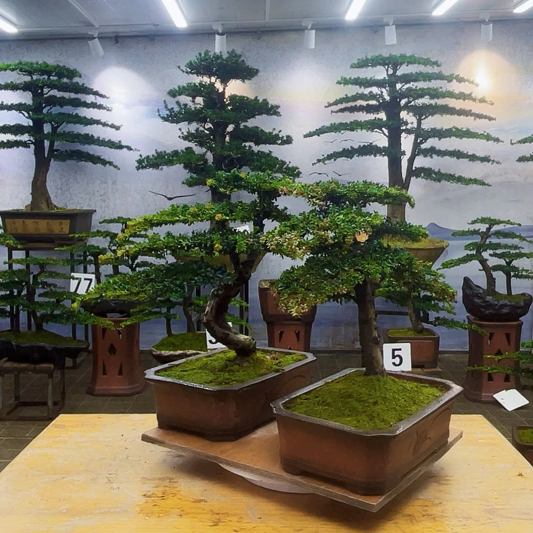 无花朵红芽珍珠罗汉松盆景造型