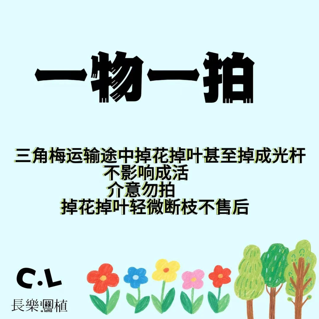 三角梅，一物一拍掉花落叶不售后，介意勿拍