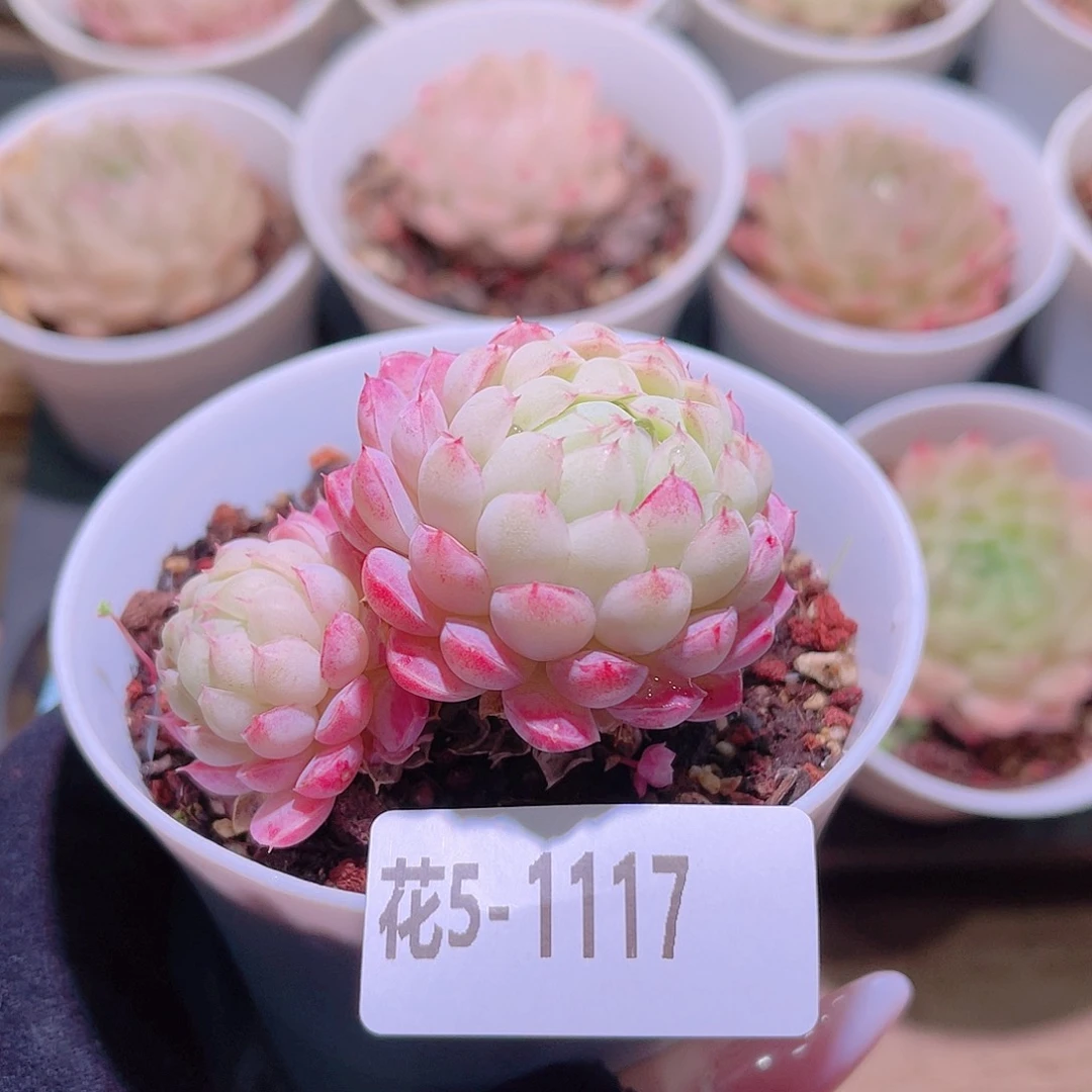 花利美5-1117羊脂球