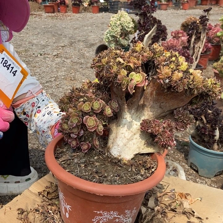 记***刻414男神缀化老桩老桩朵朵