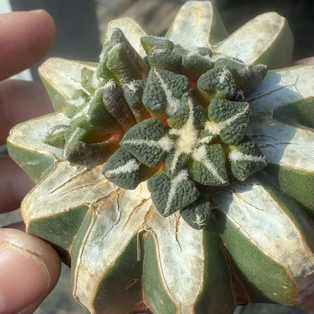 【闪购商品】三头颗粒黑牡丹