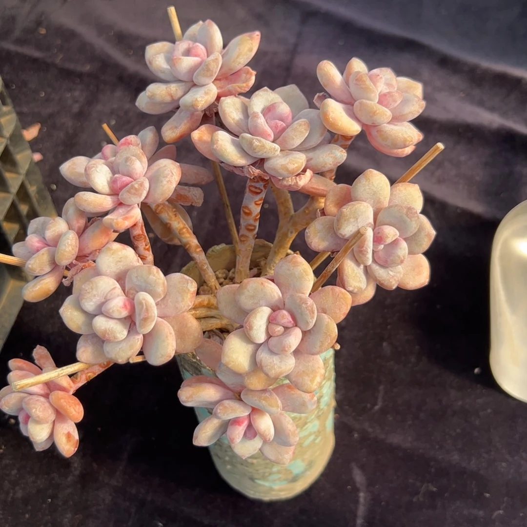 新年快乐 新年快乐