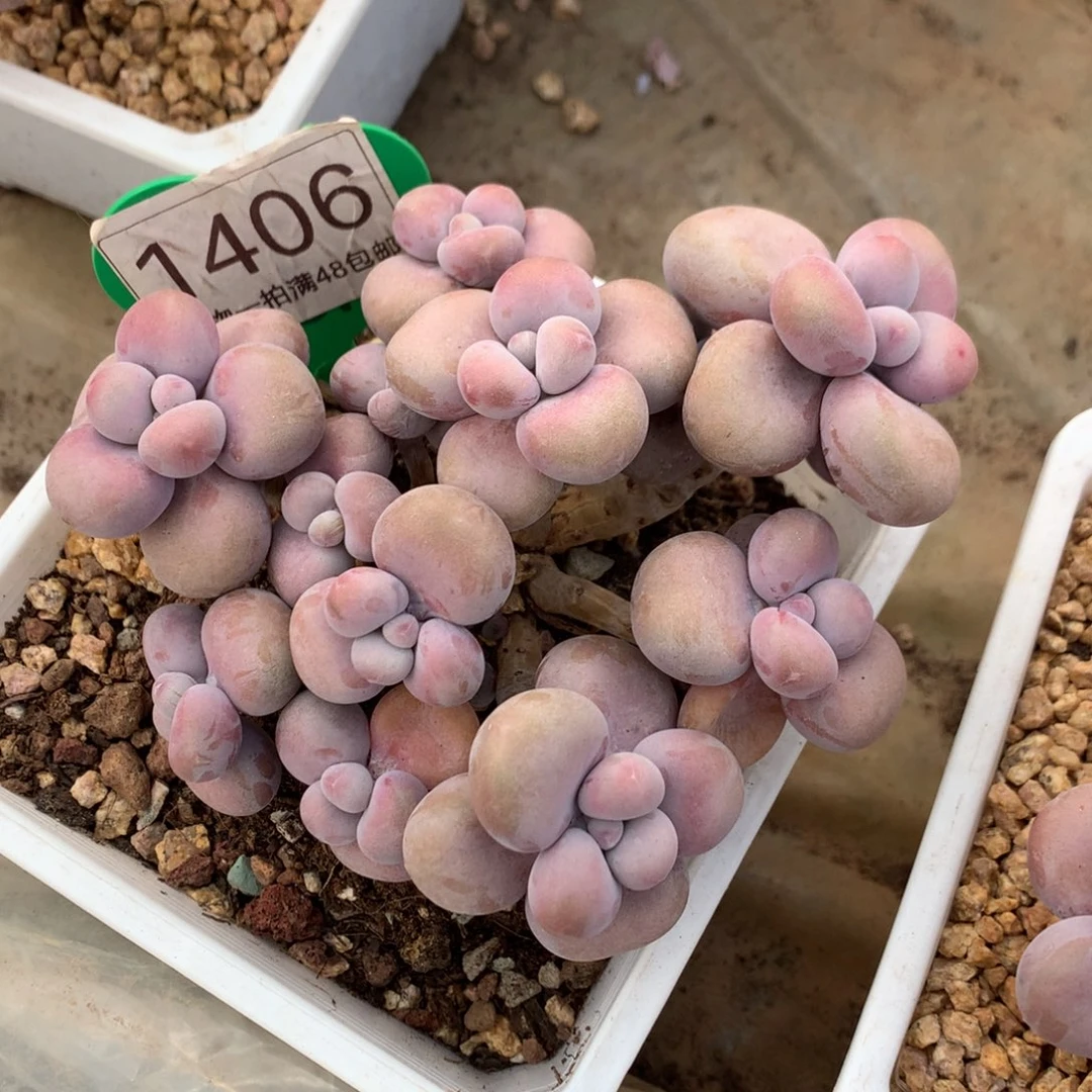 腰子蛋老桩无砍1406