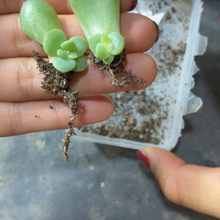 珍妮z51芽苗一个多肉