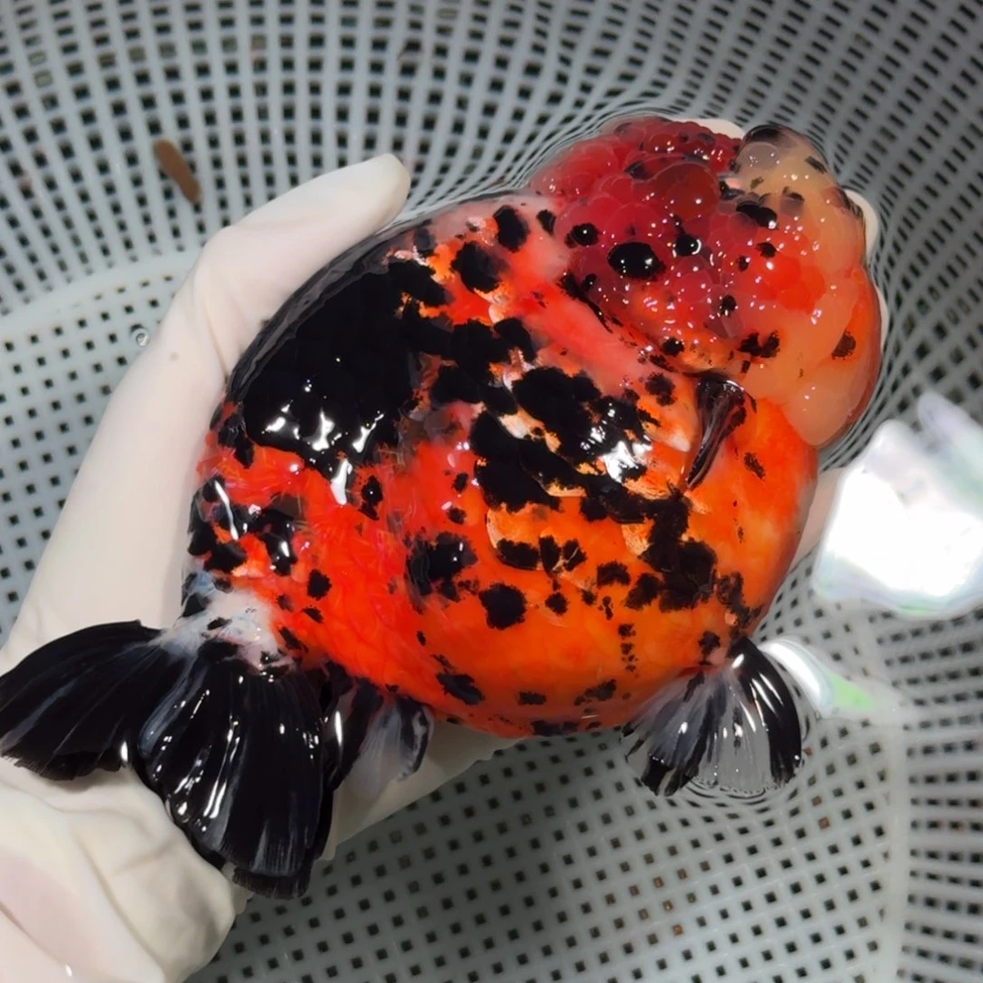 海水鱼精品高货兰寿