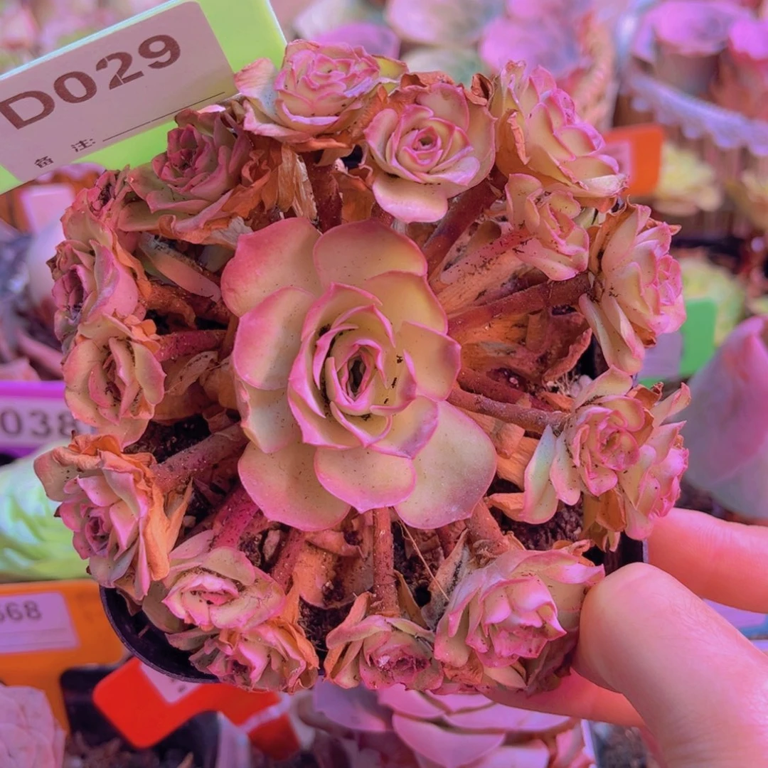 029山地玫瑰粉色