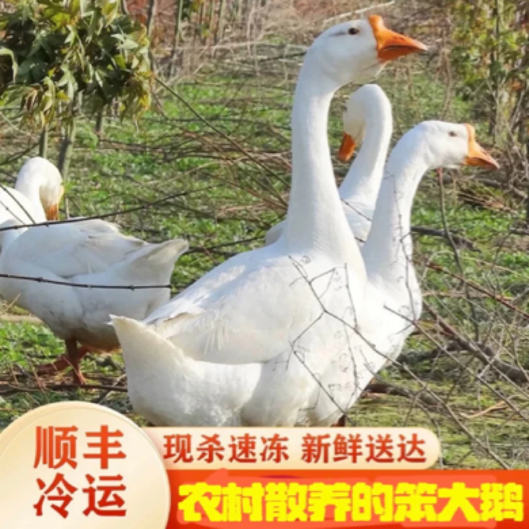 【真大鹅】一鹅一拍东北大鹅新鲜散养纯大鹅三花大鹅铁锅炖大鹅整只