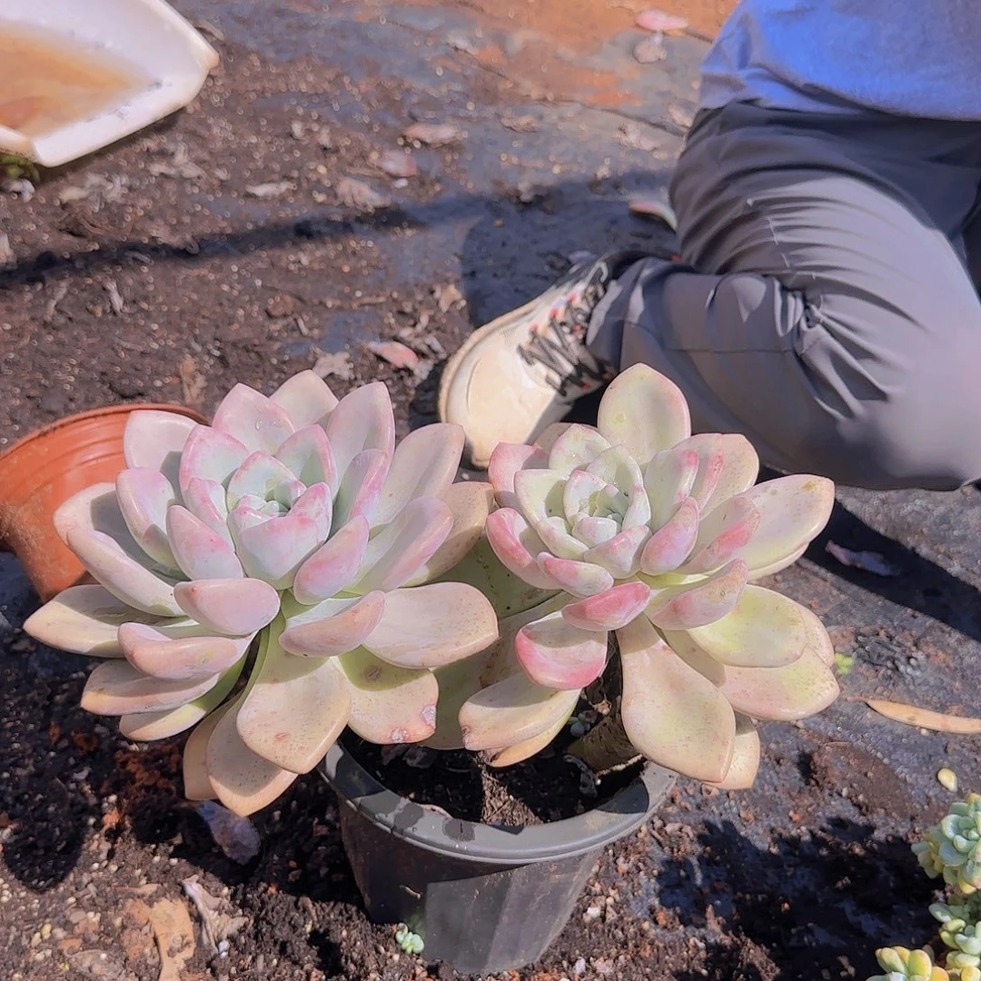 盆栽奥普多肉多肉