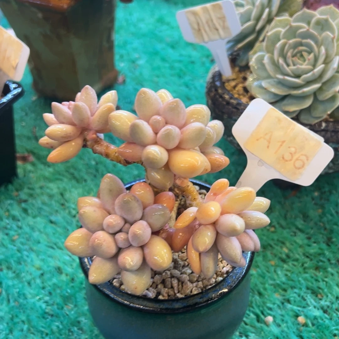 手指奶，，，，，，，，，，，，，