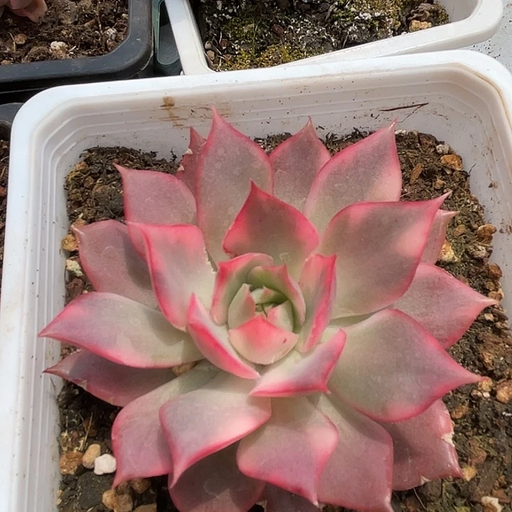 宝莲灯红锦。锦龙多肉园艺