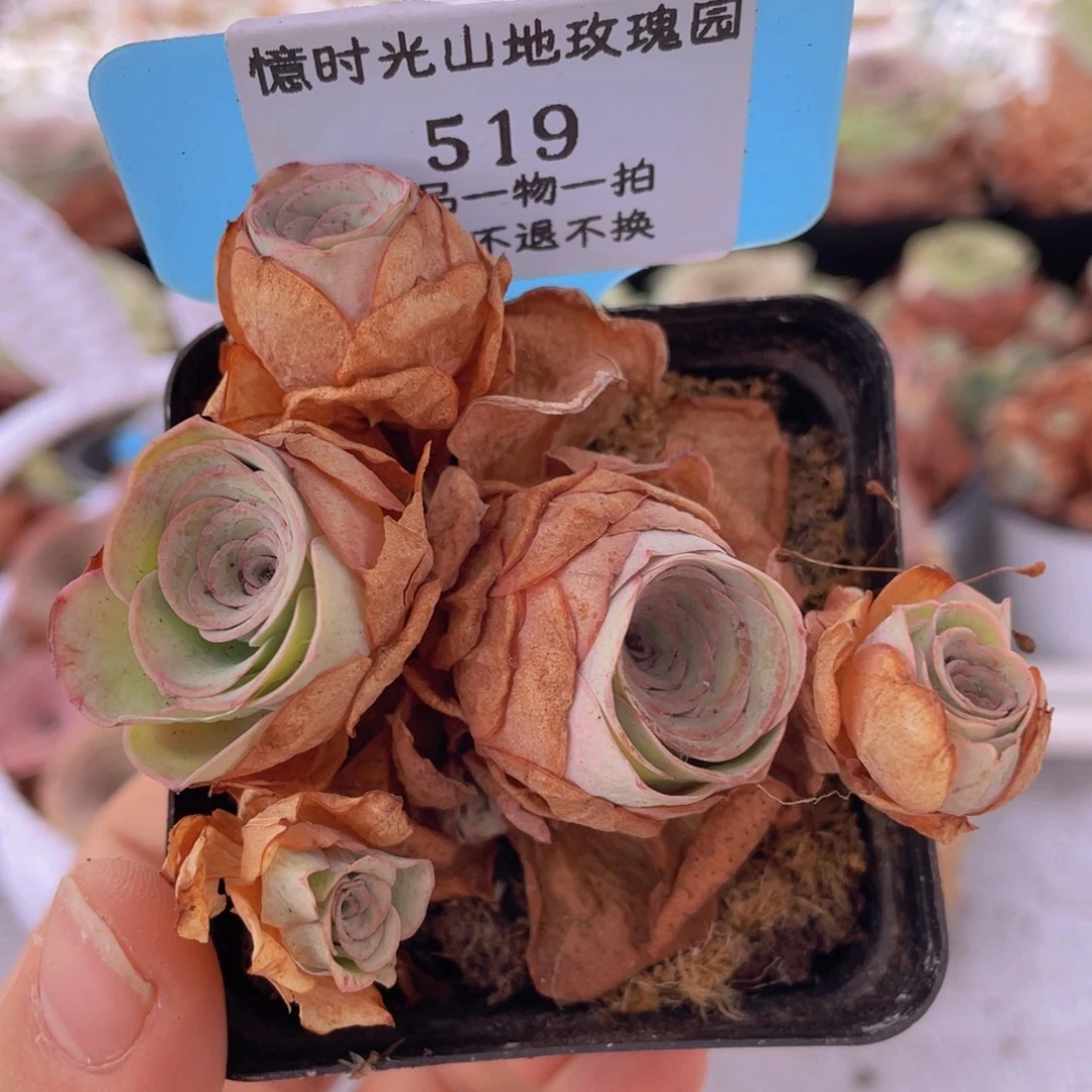山地玫瑰619裸根发货不售后