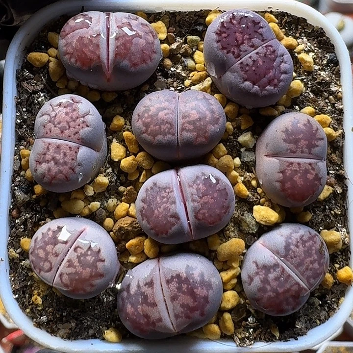 生石花1111222。  219